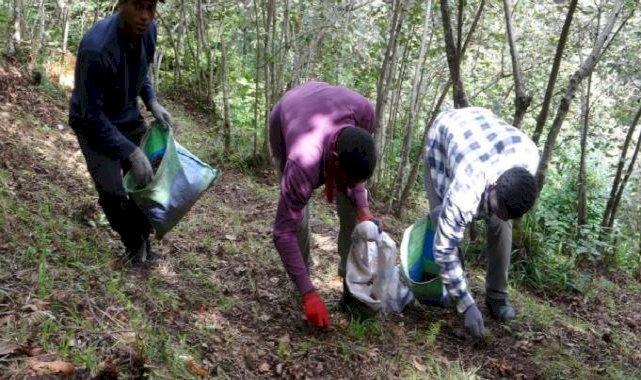 Giresun'da Afrikalı üniversite öğrencileri harçlıklarını fındıktan çıkartıyor