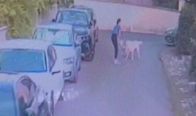 İstanbul'da kangal dehşeti: Sahipli köpeği parçaladı
