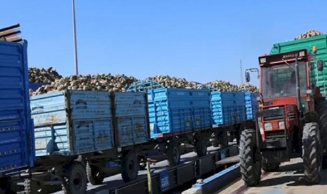 Konya'da pancar alımları başladı... Bu yıl verim iyi!