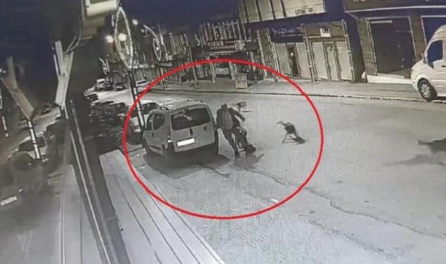 Ordu'da sokak köpekleri yoldan geçen adama saldırdı