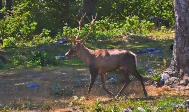 Ormanya’da üretilen Kızıl Geyikler doğaya salınacak