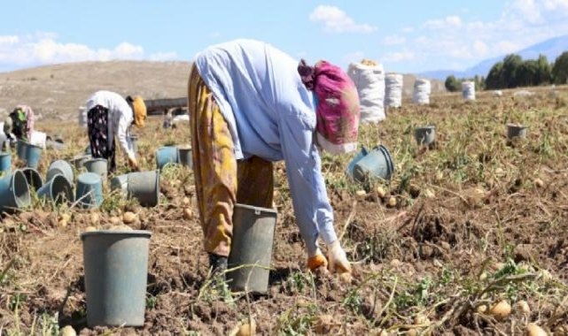 Sivas'ta uçsuz bucaksız arazide yüzlerce işçi ile patates hasadı başladı