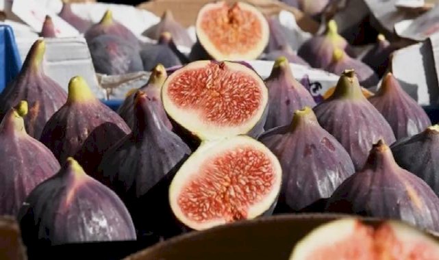 Siyah incir Bursa’nın gözbebeği