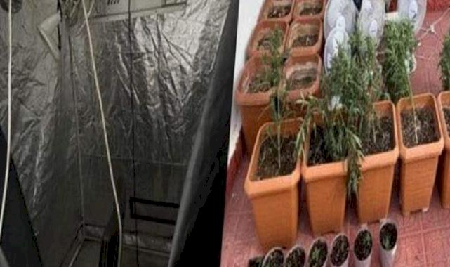 Tekirdağ'da evine iklimlendirme sistemi kurup kenevir yetiştirdi