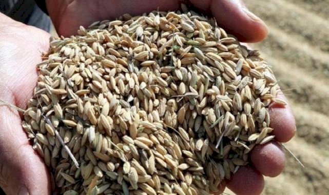 TMO açıkladı: Çeltik alım fiyatları belli oldu