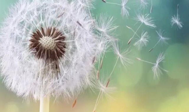 Uzmanlar uyarıyor: Sonbahar alerjilerine dikkat!