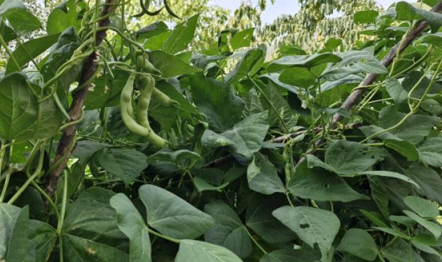 Taze fasulyede fiyatlar düşecek mi?