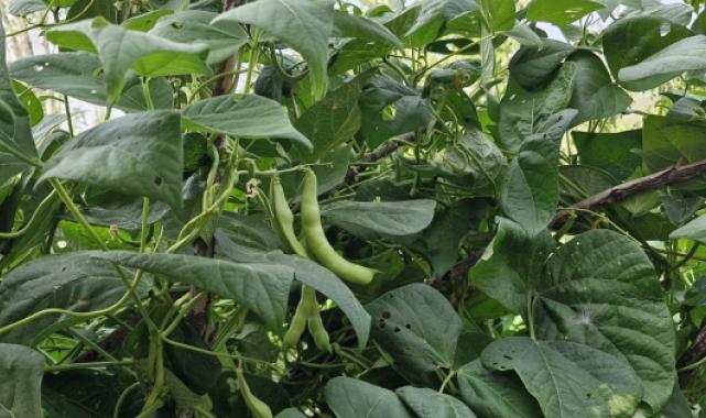 Taze fasulyede fiyatlar düşecek mi?