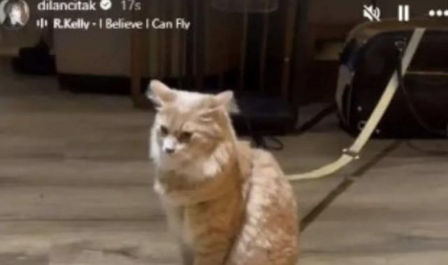 Uçakta hostese saldıran Dilan Çıtak Tatlıses'ten polise: Yerler seni koçum