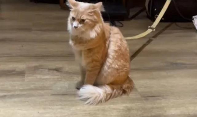 Uçakta kedi kavgası çıktı: Dilan Çıtak Tatlıses ile kabin memuru karakolluk oldu