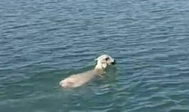 Yozgat'ta balıkçıların ağına koyun takıldı