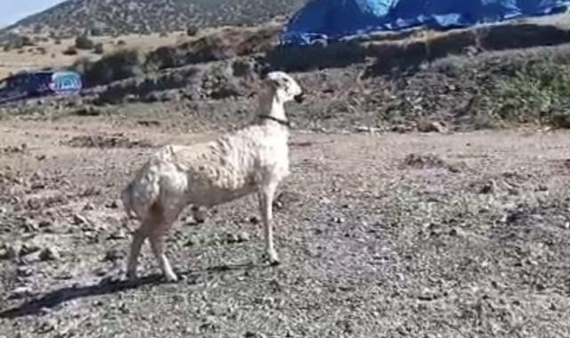 Yozgat'ta balıkçıların ağına koyun takıldı