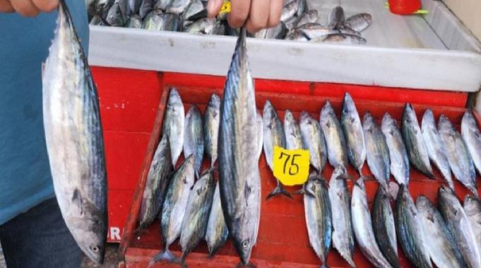 Zonguldak'ta 4 günde yakalanan 100 ton palamudun fiyatı düşüyor