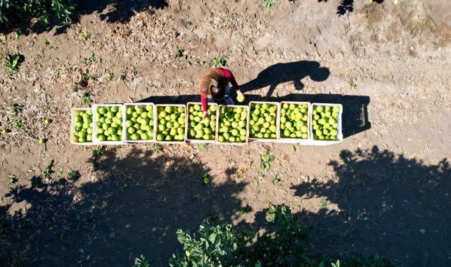 Adana'da erkenci portakal hasadından 371 bin ton verim bekleniyor