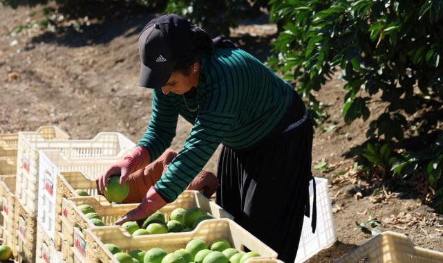 Adana'da erkenci portakal hasadından 371 bin ton verim bekleniyor