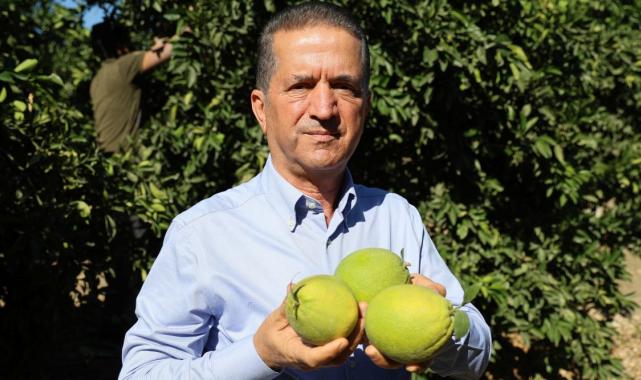 Adana'da erkenci portakal hasadından 371 bin ton verim bekleniyor