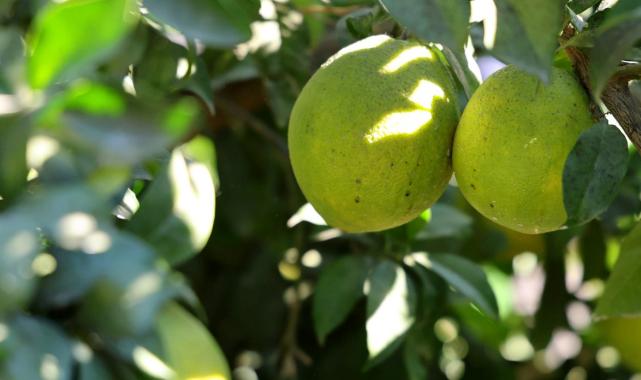 Adana'da erkenci portakal hasadından 371 bin ton verim bekleniyor