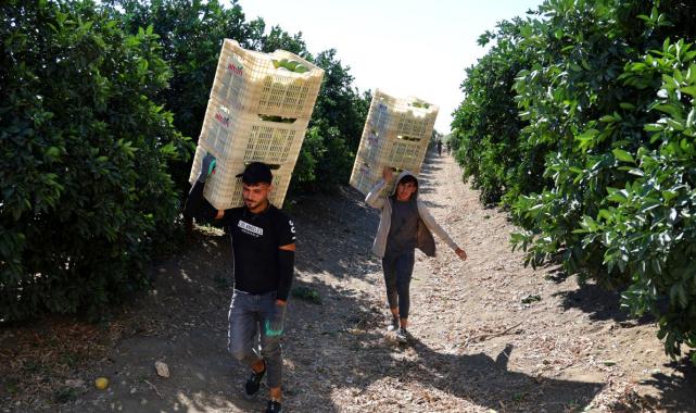 Adana'da erkenci portakal hasadından 371 bin ton verim bekleniyor