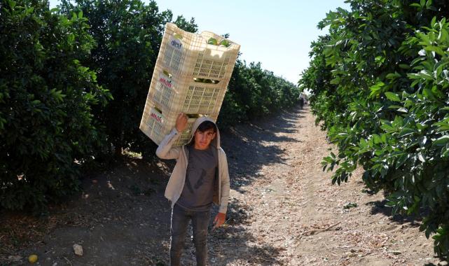 Adana'da erkenci portakal hasadından 371 bin ton verim bekleniyor