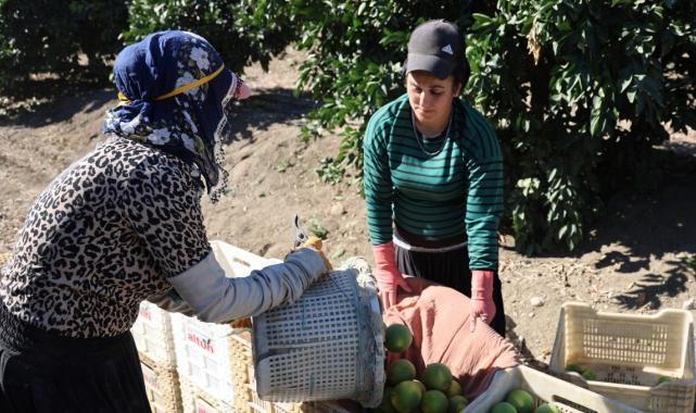 Adana'da erkenci portakal hasadından 371 bin ton verim bekleniyor