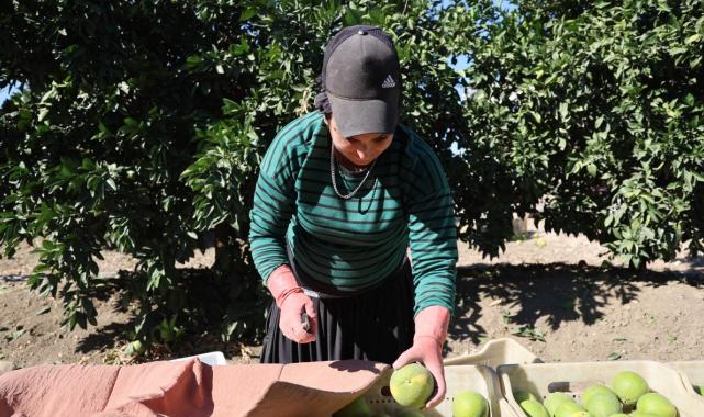 Adana'da erkenci portakal hasadından 371 bin ton verim bekleniyor