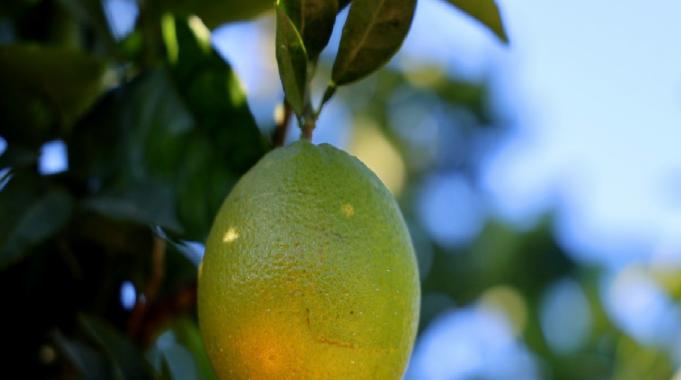 Adana&#039;da erkenci portakal hasadından 371 bin ton verim bekleniyor