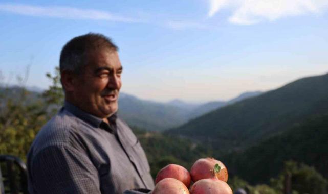 Adana'da Kuytucak narı bahçede 20 liradan satılıyor