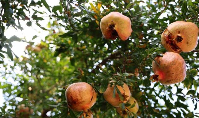 Adana'da Kuytucak narı bahçede 20 liradan satılıyor