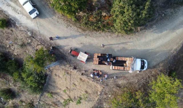 Adana'da Kuytucak narı bahçede 20 liradan satılıyor