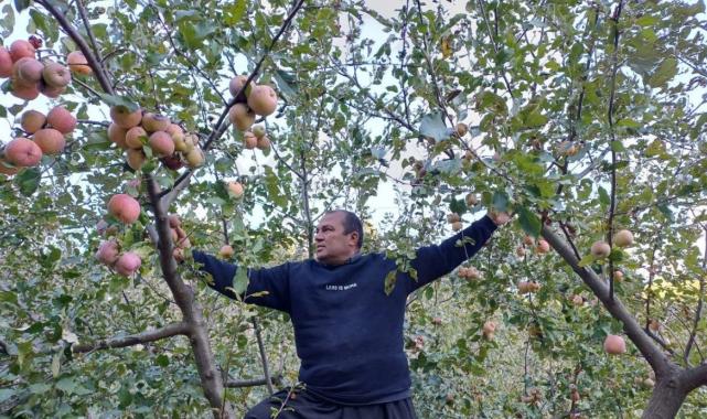 Adana’da zirveye kar yağınca elma hasadı erkene çekildi