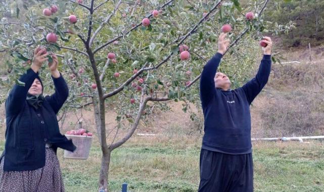 Adana’da zirveye kar yağınca elma hasadı erkene çekildi