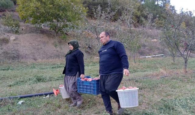 Adana’da zirveye kar yağınca elma hasadı erkene çekildi