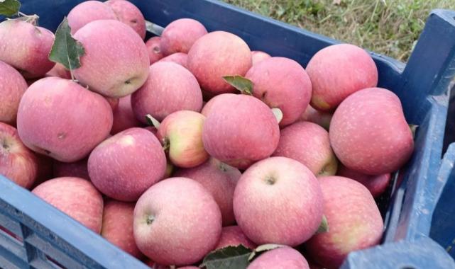 Adana’da zirveye kar yağınca elma hasadı erkene çekildi