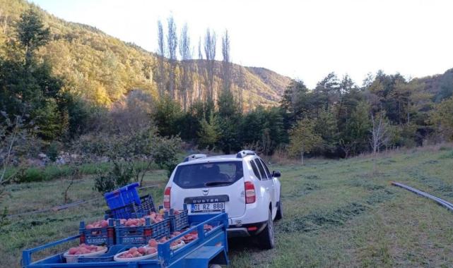 Adana’da zirveye kar yağınca elma hasadı erkene çekildi