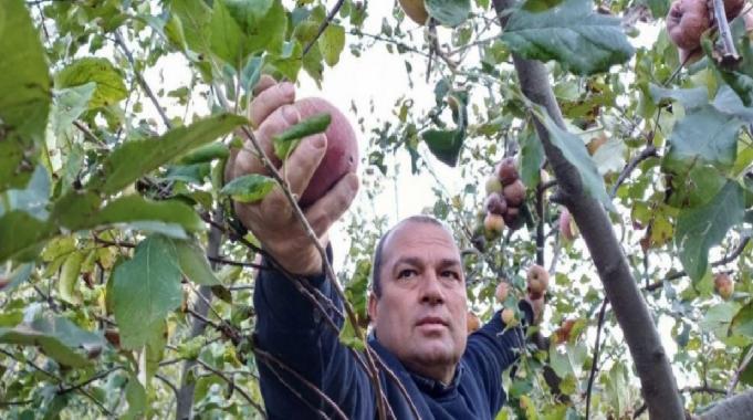 Adana’da zirveye kar yağınca elma hasadı erkene çekildi