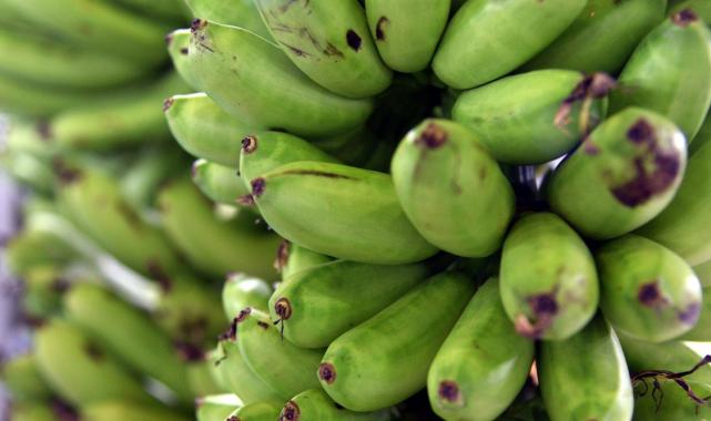 Alanya muzuna 'parmak' ile 'kırmızı' türü eklendi