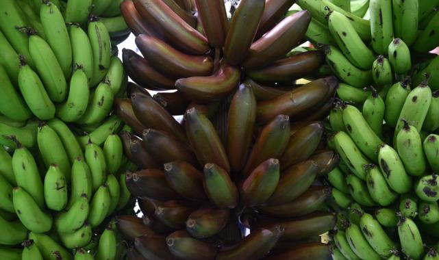 Alanya muzuna 'parmak' ile 'kırmızı' türü eklendi