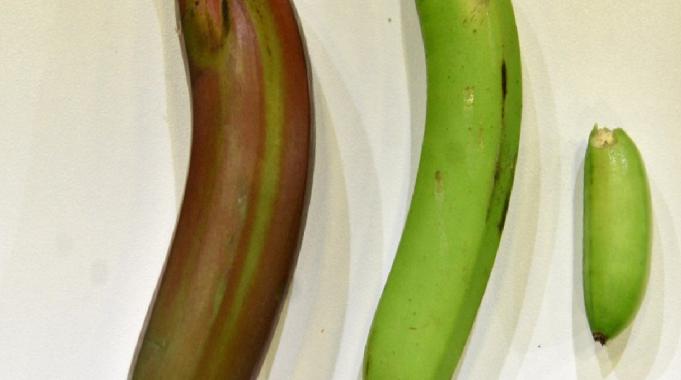 Alanya muzuna &#039;parmak&#039; ile &#039;kırmızı&#039; türü eklendi