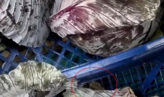 Ankara'da bir marketin meyve sebze reyonunda fare gezdiği görüldü