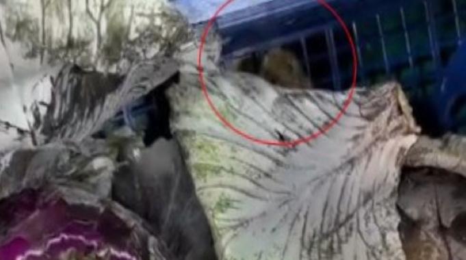 Ankara'da bir marketin meyve sebze reyonunda fare gezdiği görüldü