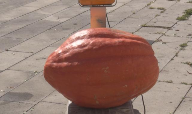 Ankara'da muhtar, bahçesinde 50 kiloluk dev kabak yetiştirdi