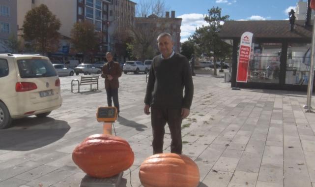 Ankara'da muhtar, bahçesinde 50 kiloluk dev kabak yetiştirdi