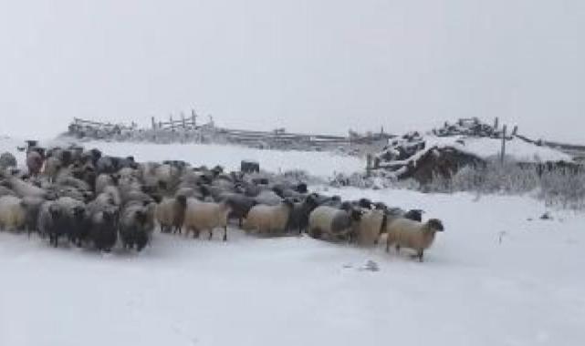 Artvin’de kar yağışı sürü sahiplerine zor anlar yaşattı