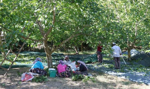 Aydın’da cevizin tarladan sofraya zorlu yolculuğu başladı