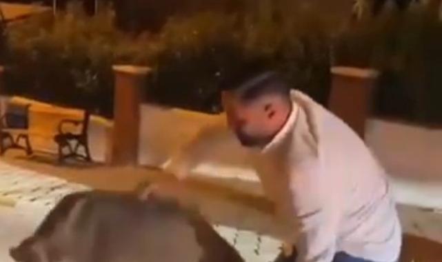 Aydın'da şehri istila eden domuzlarla dalga geçti