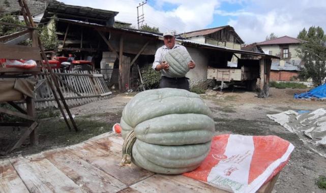 Bolu'da hayvan gübresiyle yetiştirilen bal kabağı 40 kilogram oldu