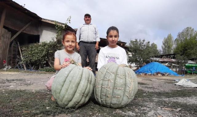 Bolu'da hayvan gübresiyle yetiştirilen bal kabağı 40 kilogram oldu