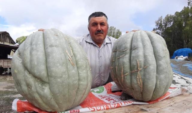 Bolu'da hayvan gübresiyle yetiştirilen bal kabağı 40 kilogram oldu