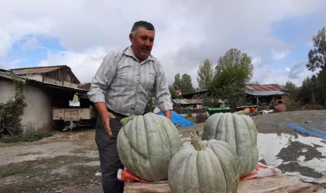 Bolu'da hayvan gübresiyle yetiştirilen bal kabağı 40 kilogram oldu