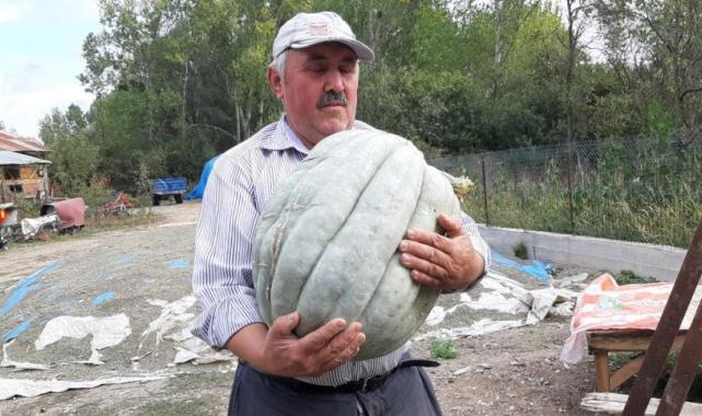 Bolu'da hayvan gübresiyle yetiştirilen bal kabağı 40 kilogram oldu